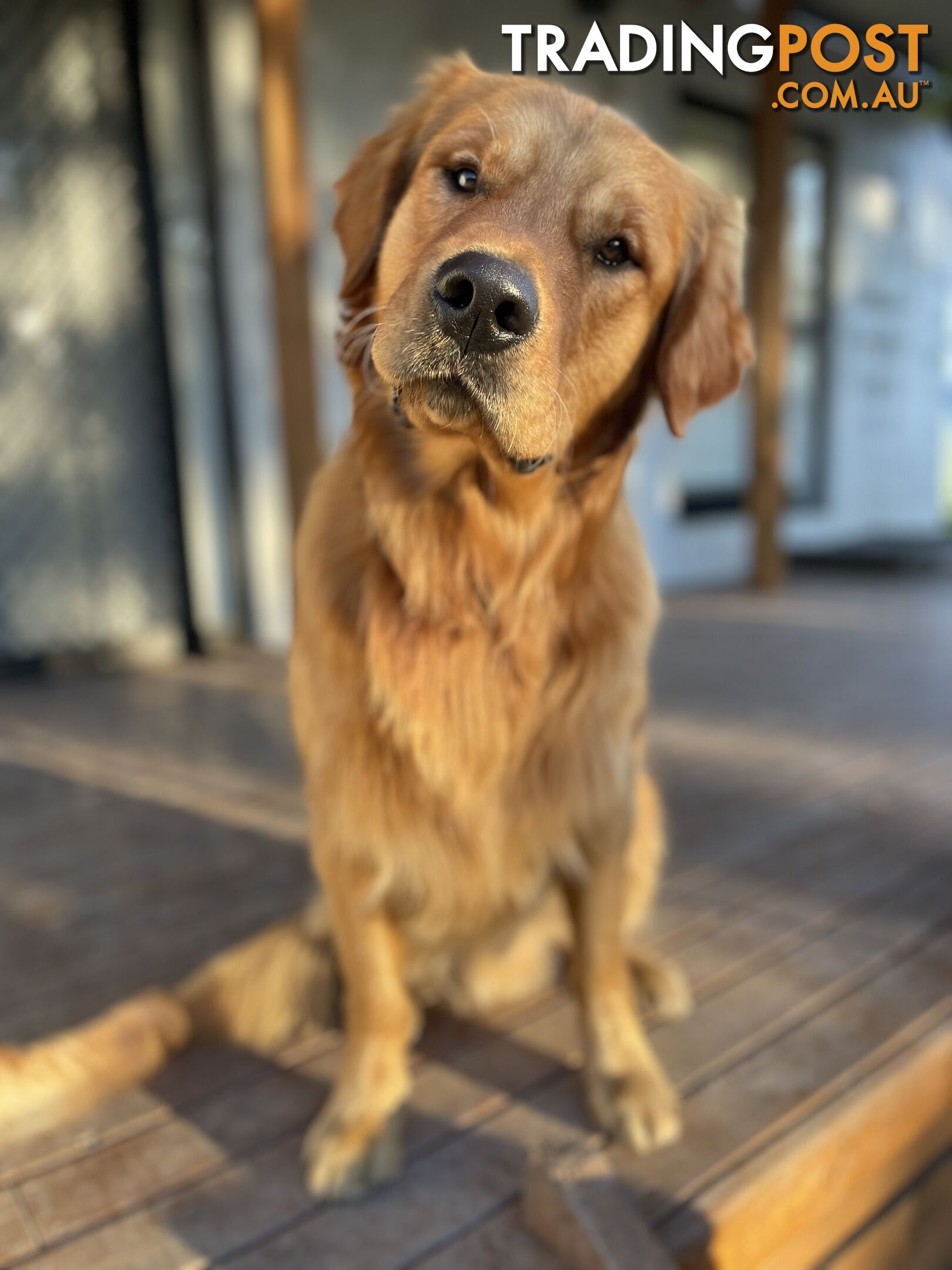 “Mazel’s Manuka” Purebred Golden Retriever Stud