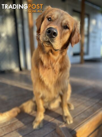 “Mazel’s Manuka” Purebred Golden Retriever Stud