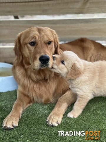 “Mazel’s Manuka” Purebred Golden Retriever Stud