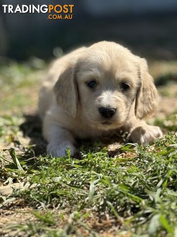 CLEAR CREAM MINI DACHSHUNDS - photo 2 of 10