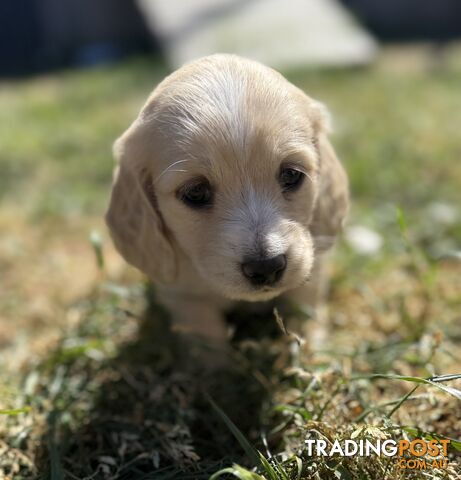 CLEAR CREAM MINI DACHSHUNDS - photo 5 of 10