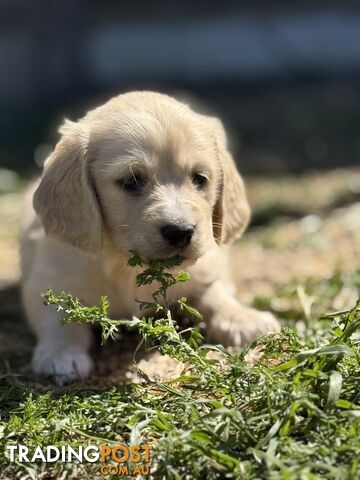 CLEAR CREAM MINI DACHSHUNDS - photo 3 of 10