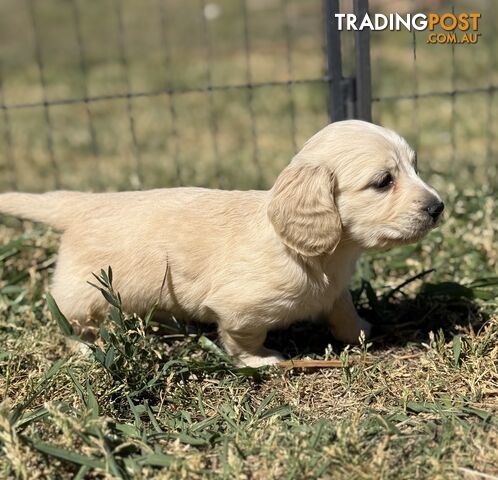 CLEAR CREAM MINI DACHSHUNDS - photo 4 of 10