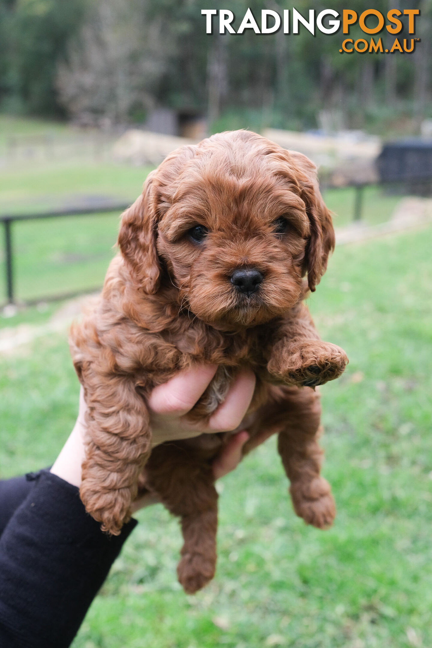 Adorable Ist Gen toy cavoodles ready for forever homes