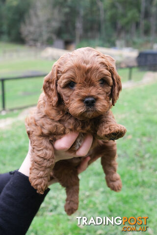 Adorable Ist Gen toy cavoodles ready for forever homes