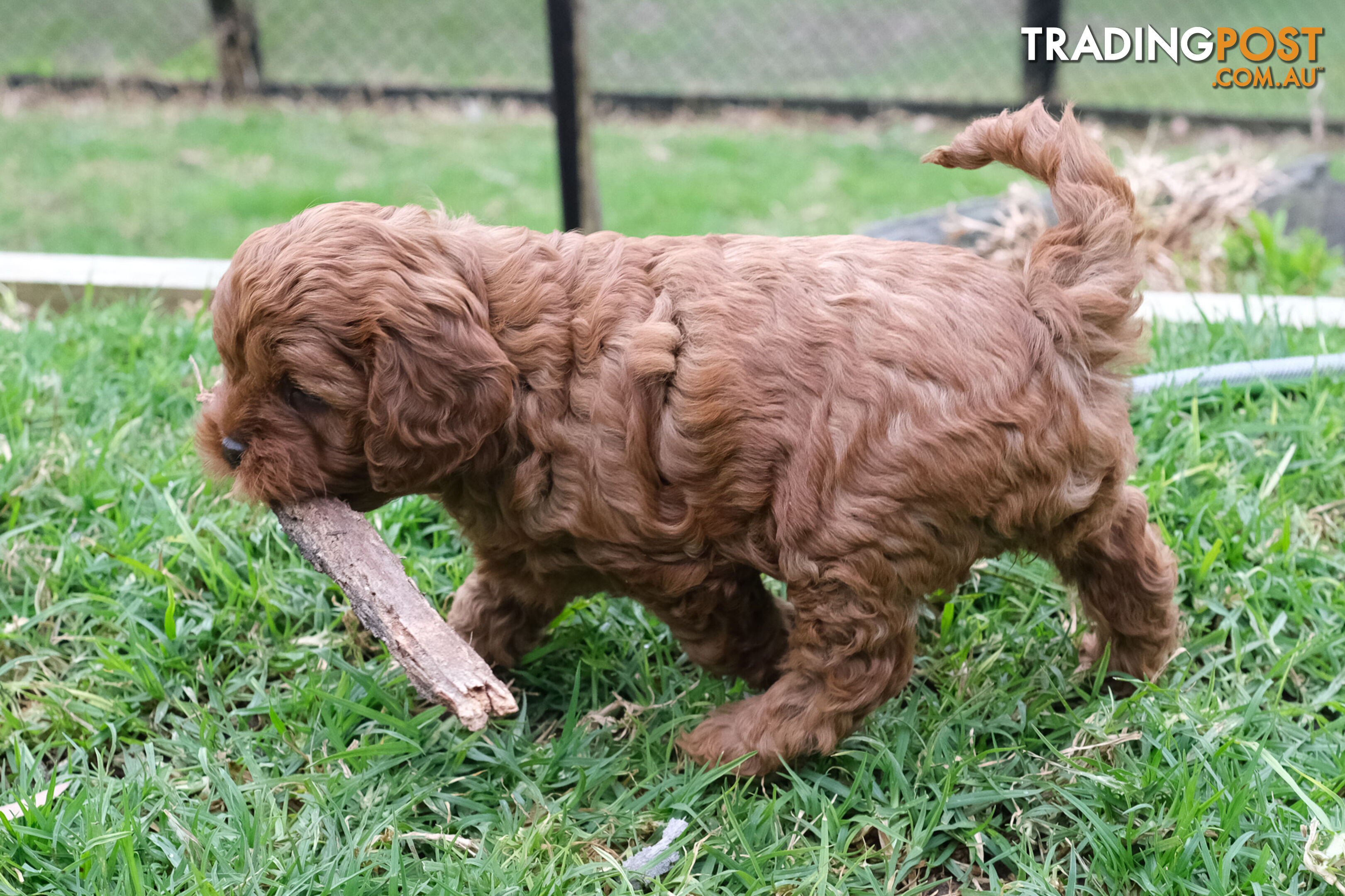 Adorable Ist Gen toy cavoodles ready for forever homes