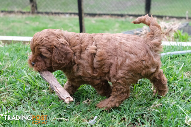 Adorable Ist Gen toy cavoodles ready for forever homes