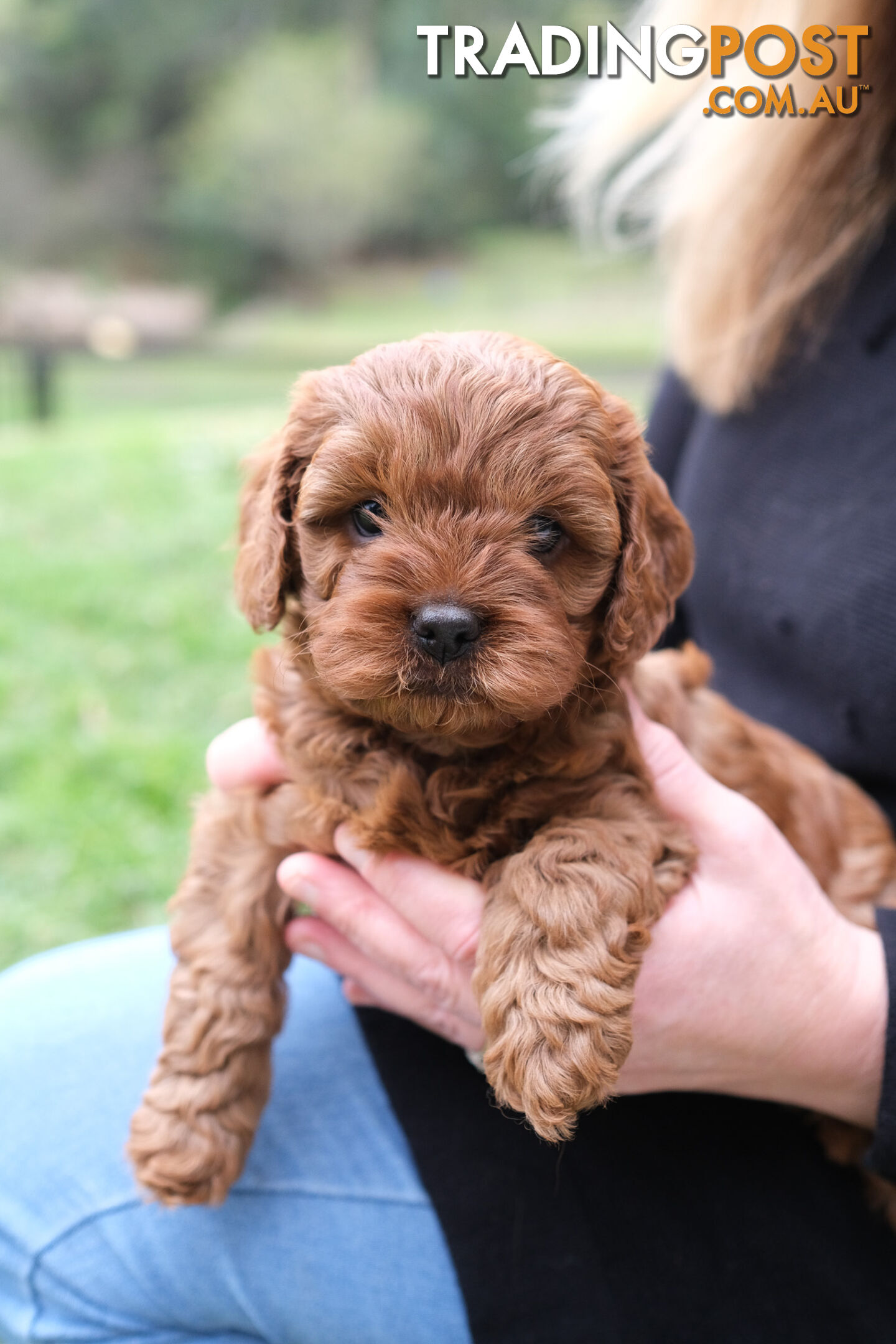 Adorable Ist Gen toy cavoodles ready for forever homes