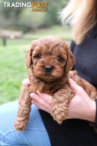 Adorable Ist Gen toy cavoodles ready for forever homes