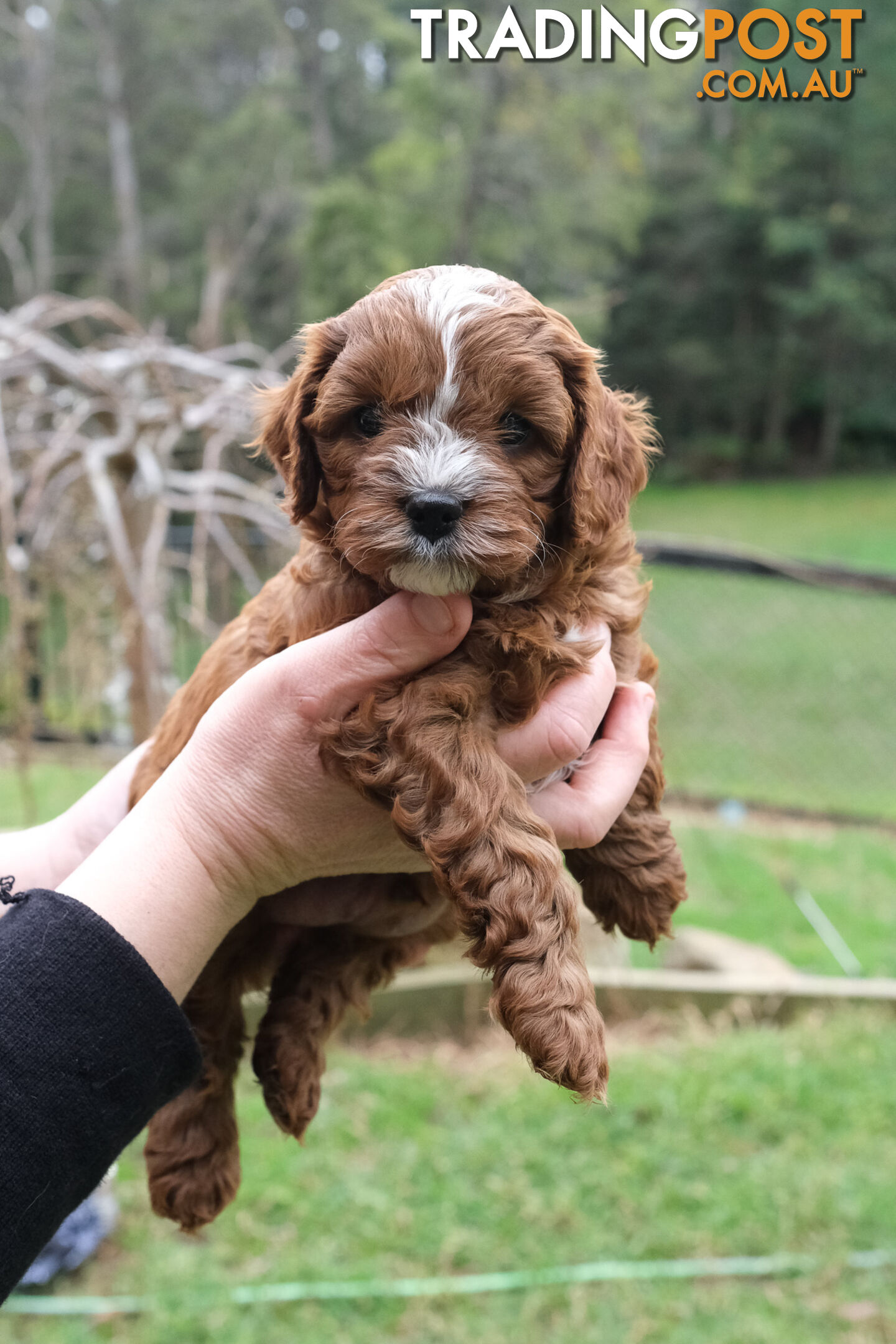 Adorable Ist Gen toy cavoodles ready for forever homes