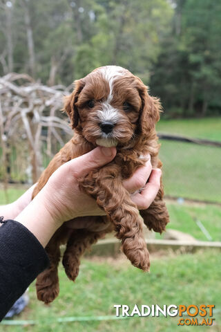 Adorable Ist Gen toy cavoodles ready for forever homes