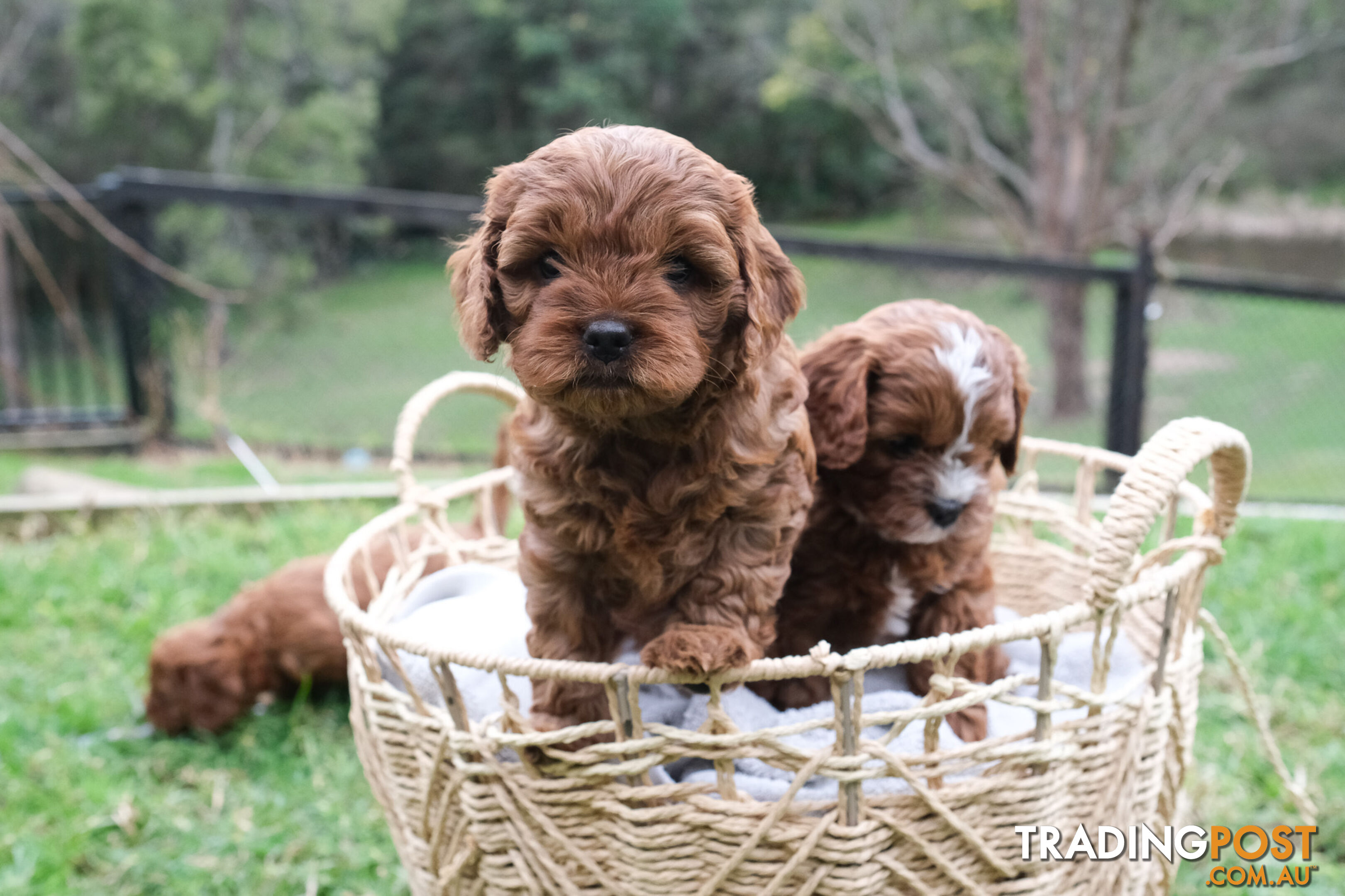 Adorable Ist Gen toy cavoodles ready for forever homes