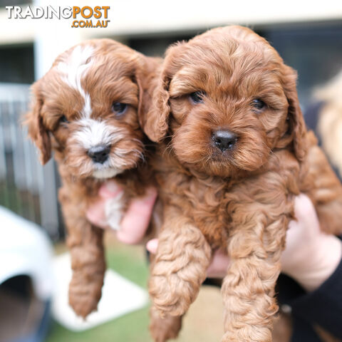 Adorable Ist Gen toy cavoodles ready for forever homes