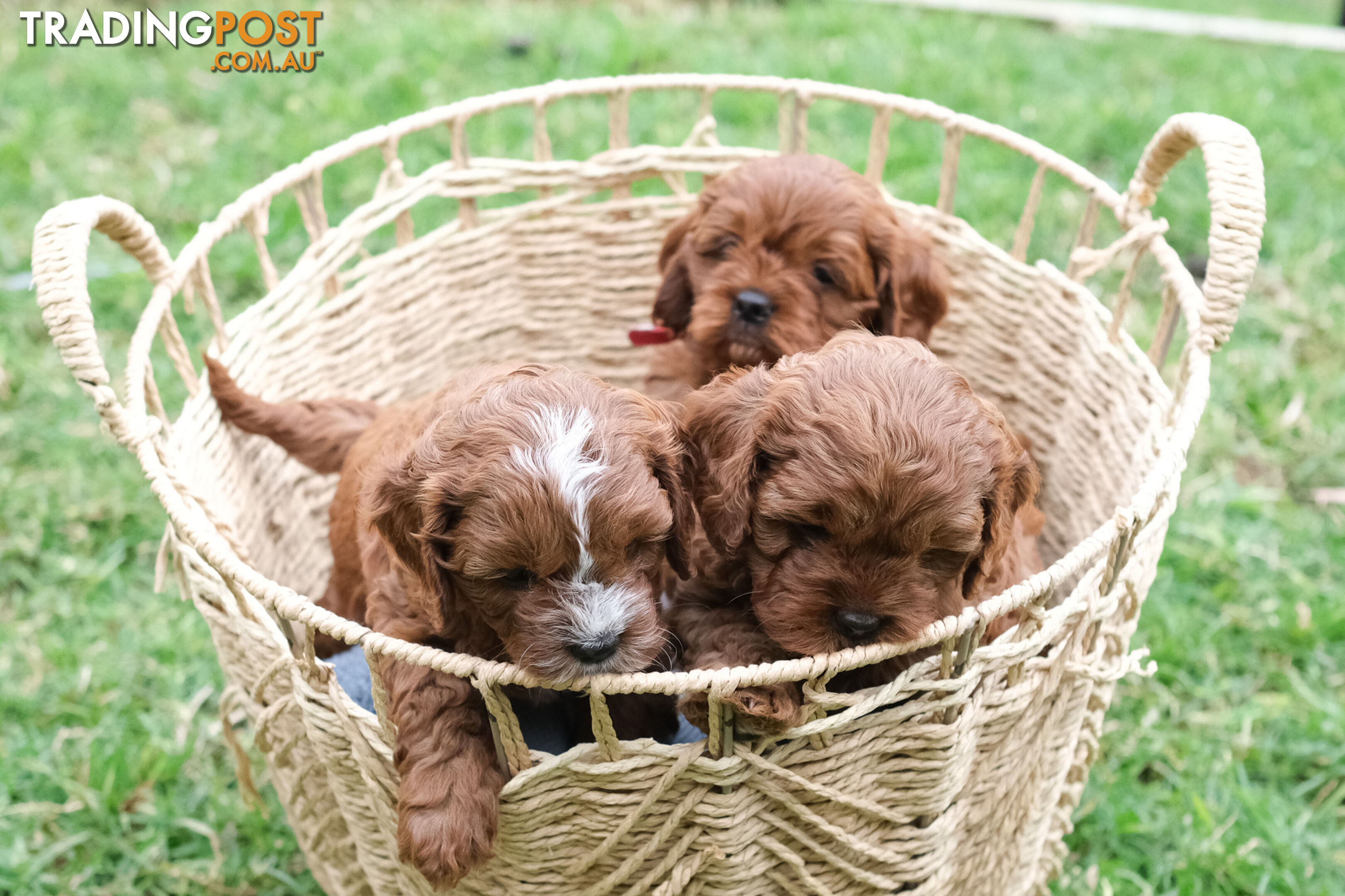 Adorable Ist Gen toy cavoodles ready for forever homes