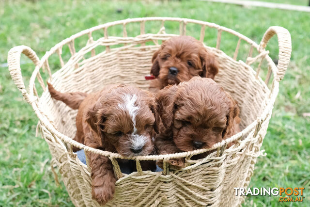 Adorable Ist Gen toy cavoodles ready for forever homes