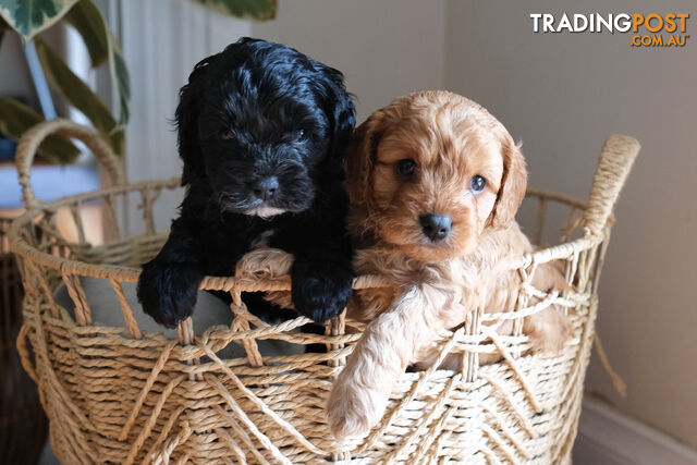 Adorable Ist Gen toy cavoodles ready for forever homes