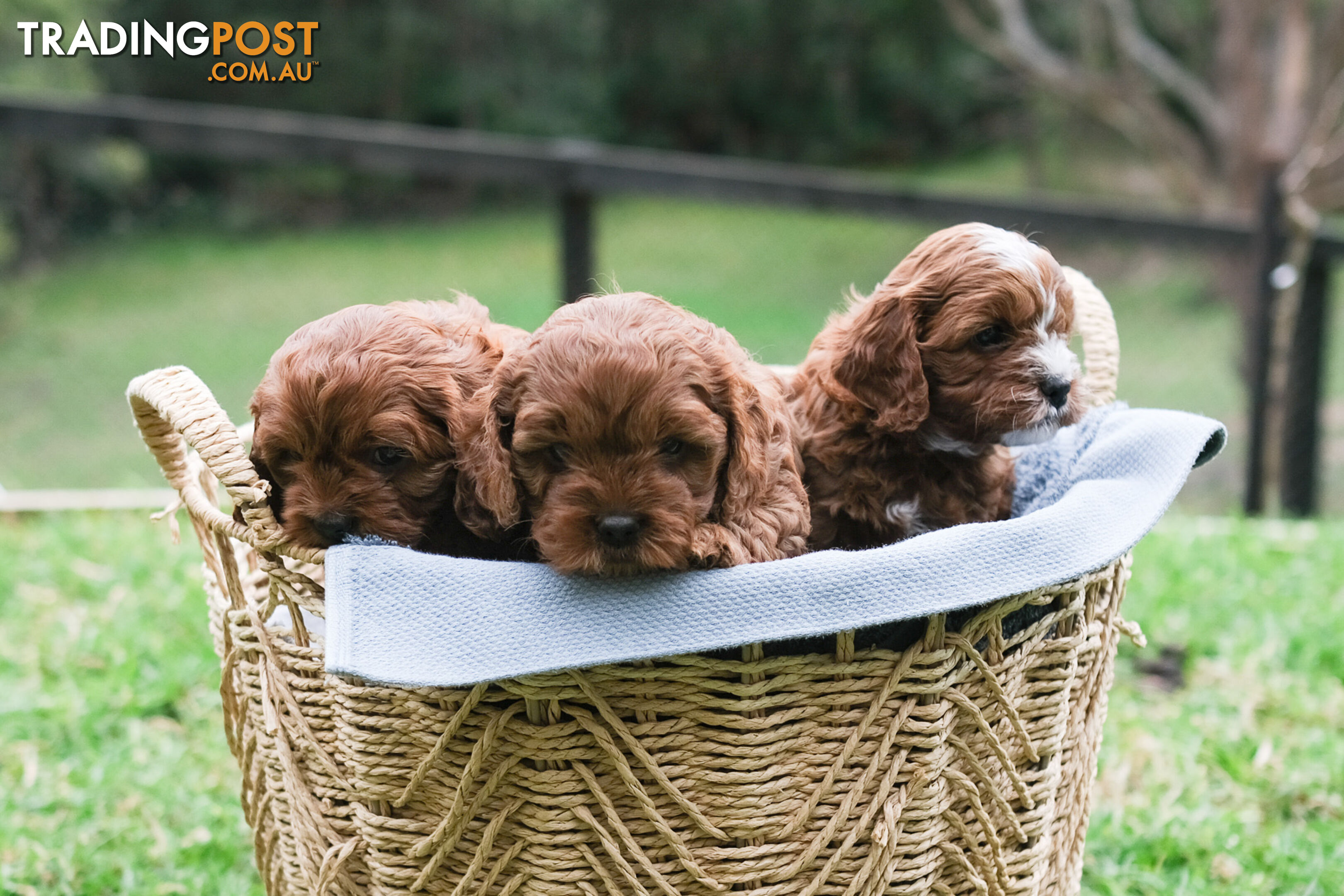 Adorable Ist Gen toy cavoodles ready for forever homes