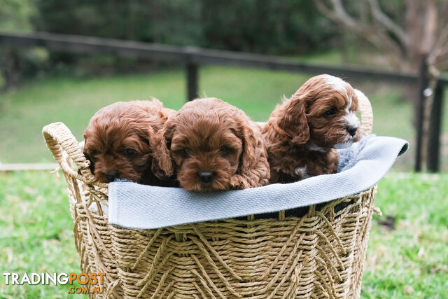 Adorable Ist Gen toy cavoodles ready for forever homes