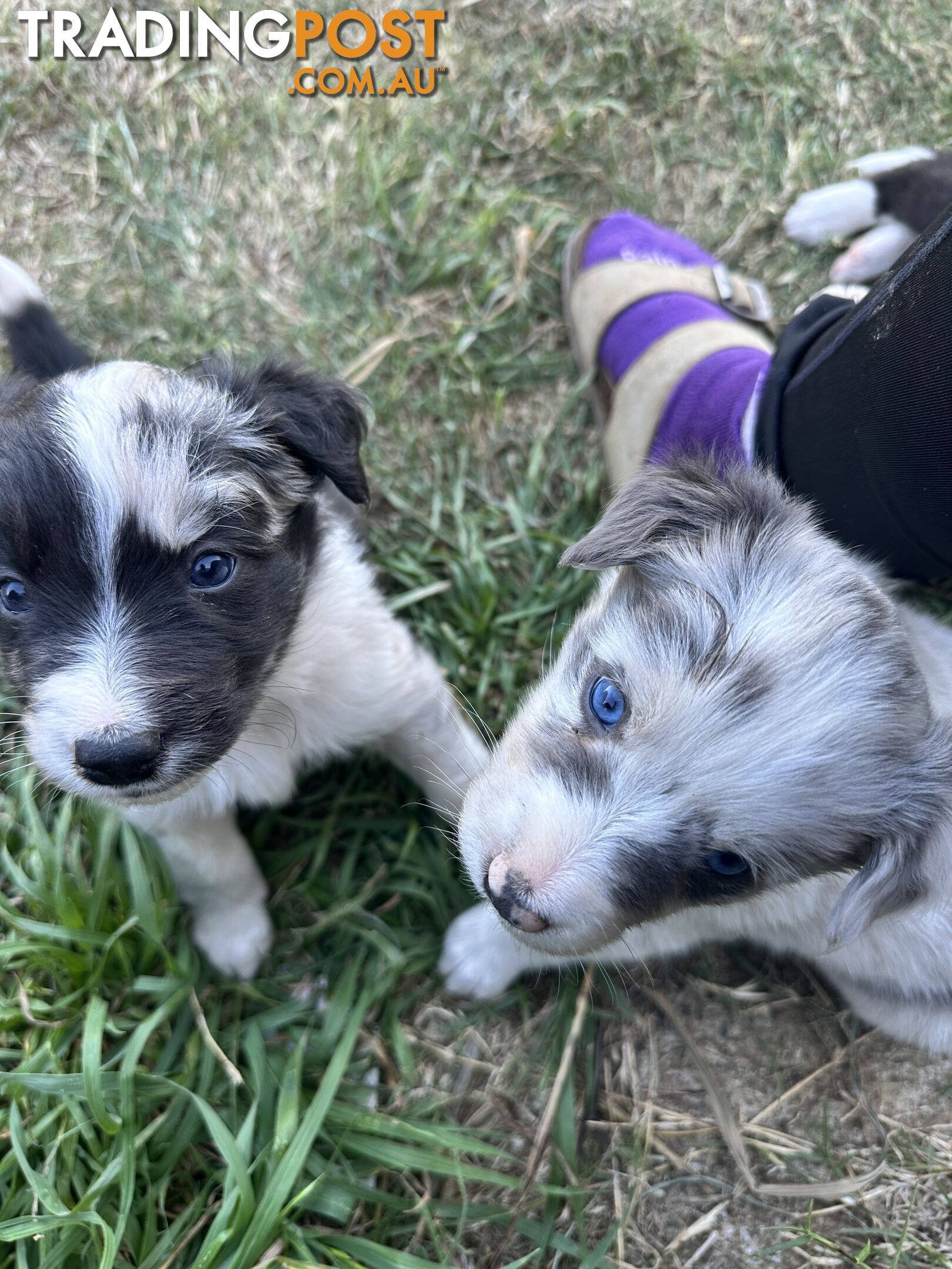 Border Collie puppies