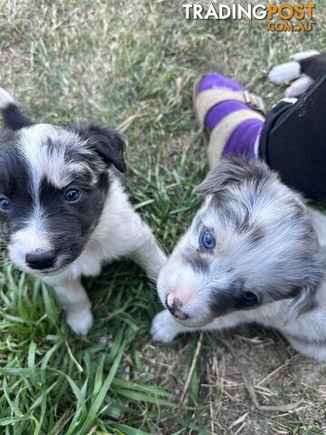 Border Collie puppies