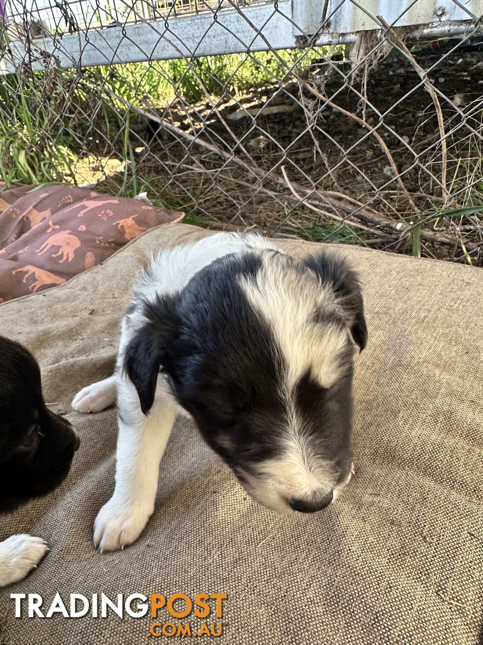 Border Collie puppies