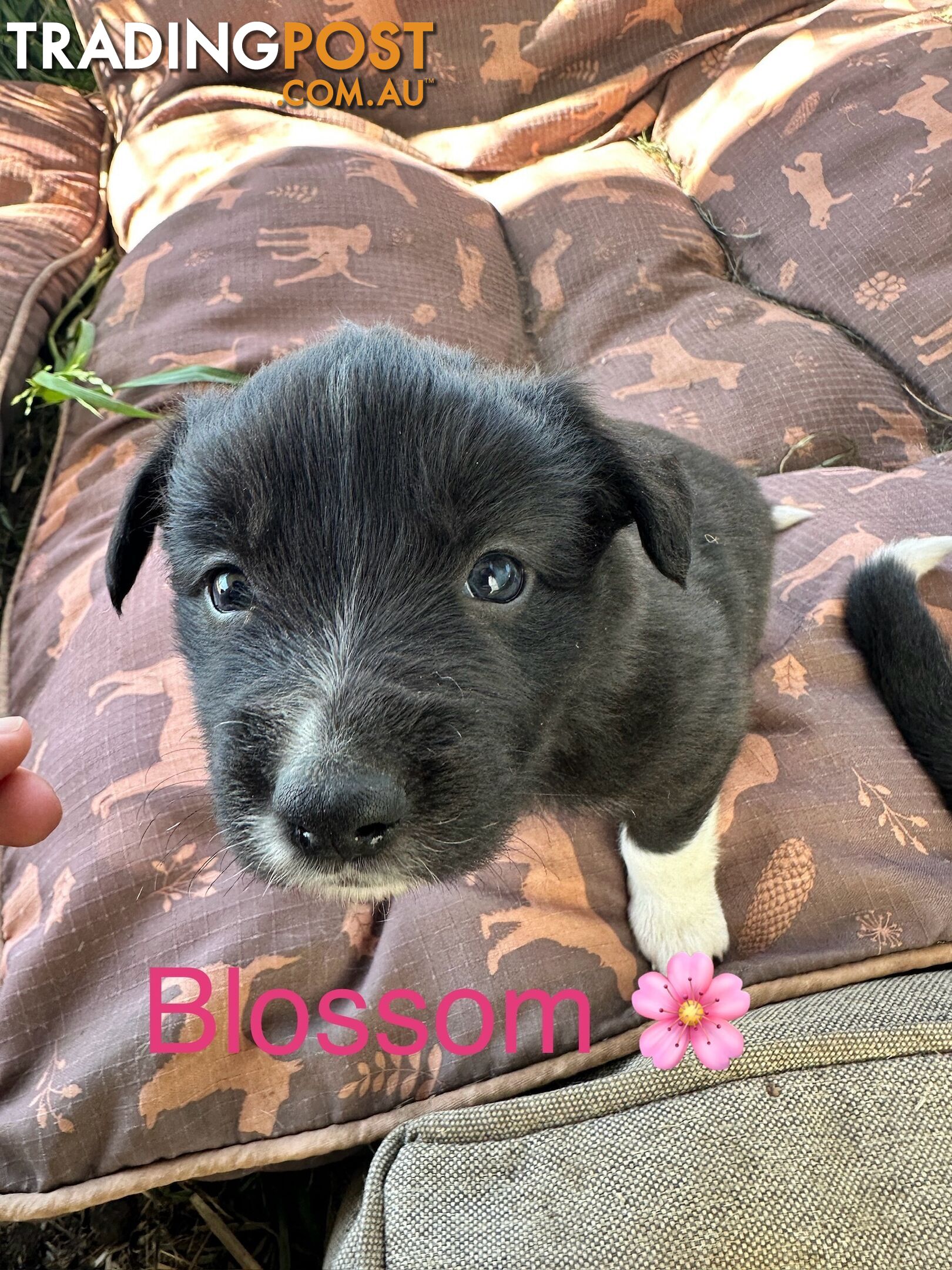 Border Collie puppies