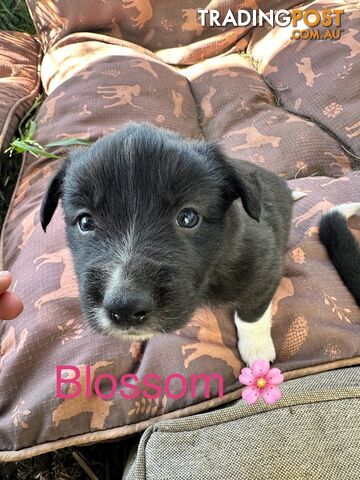 Border Collie puppies