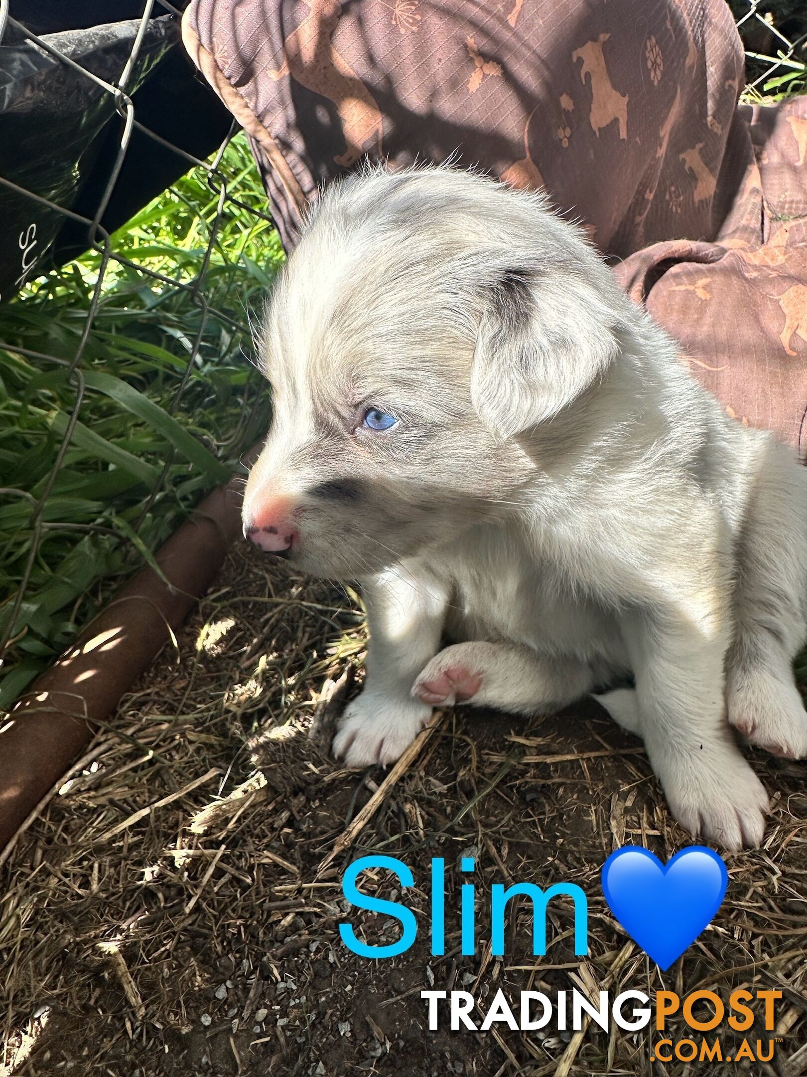 Border Collie puppies