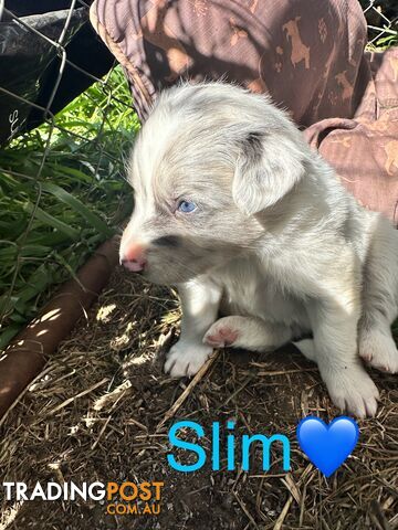 Border Collie puppies