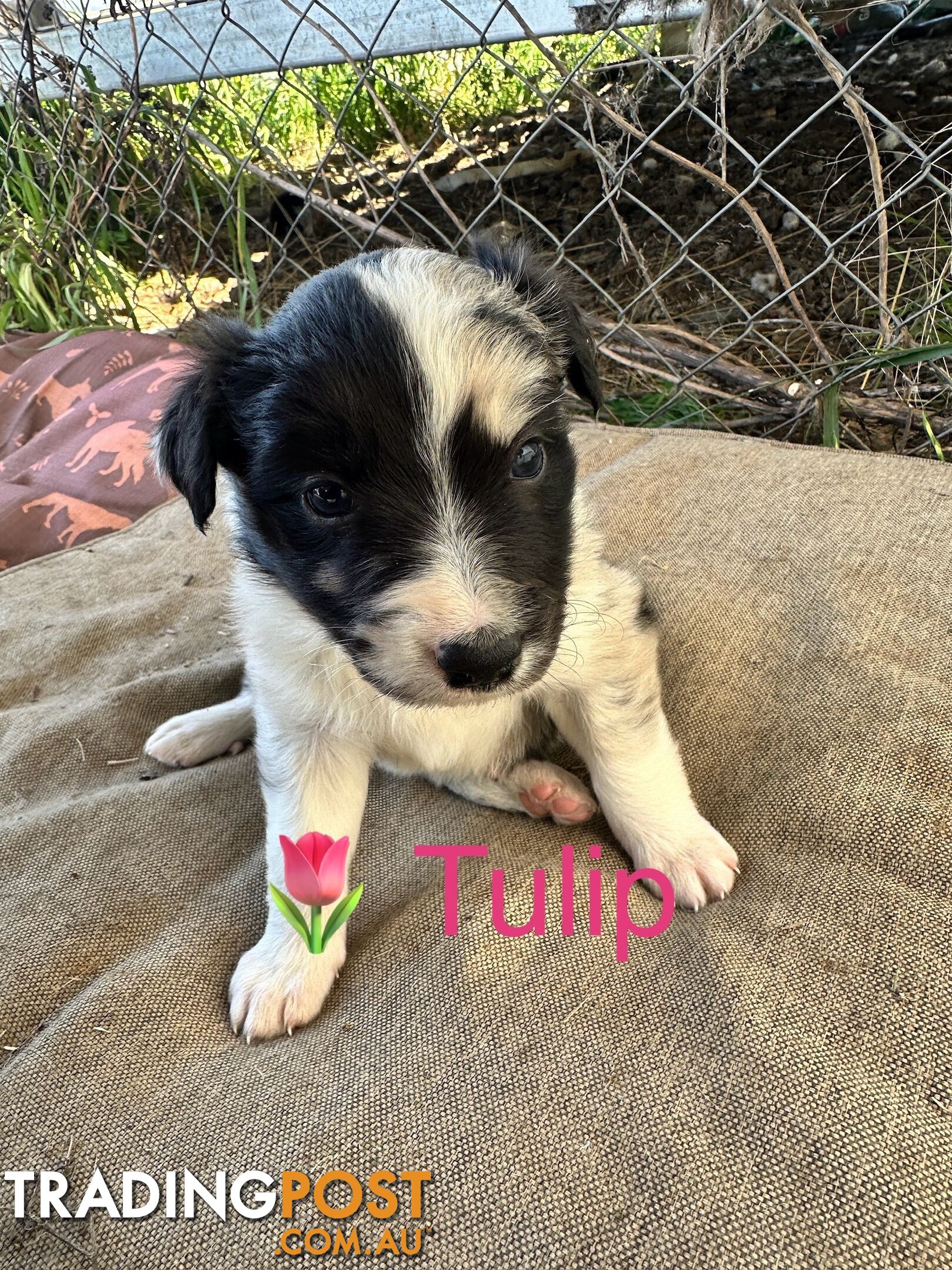 Border Collie puppies