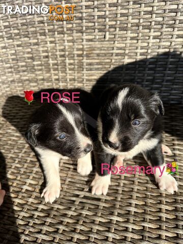 Border Collie puppies