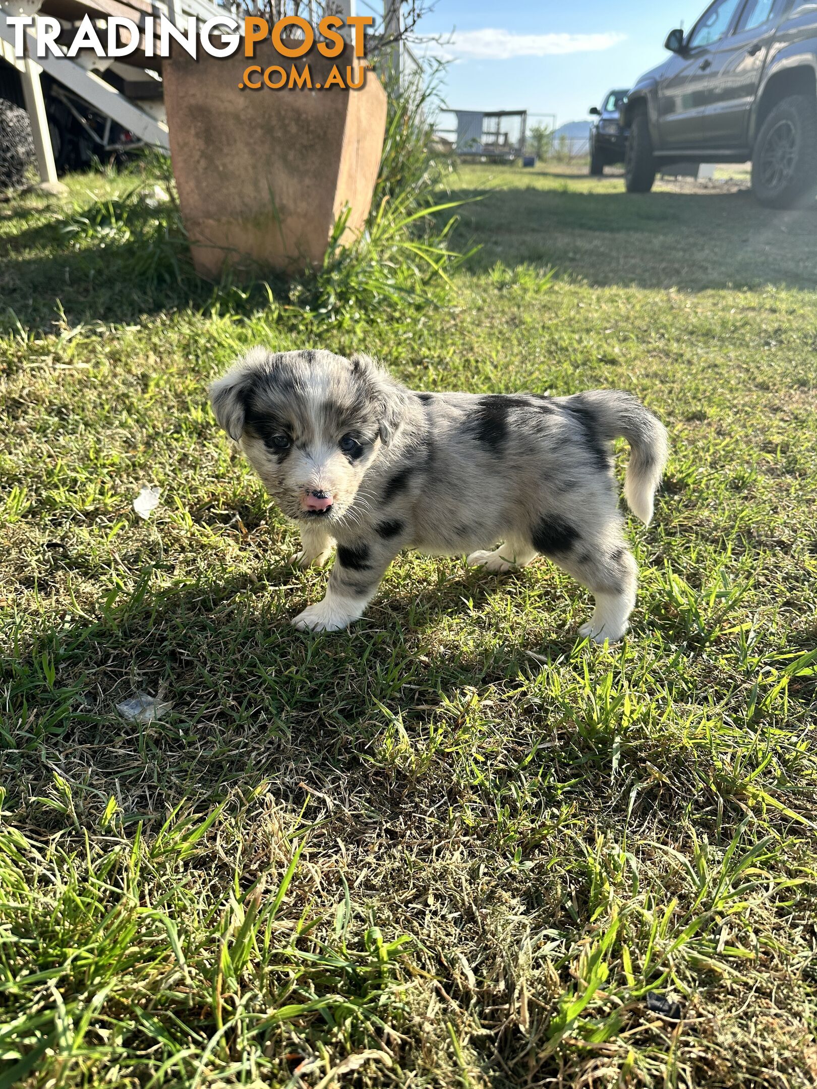 Border Collie puppies