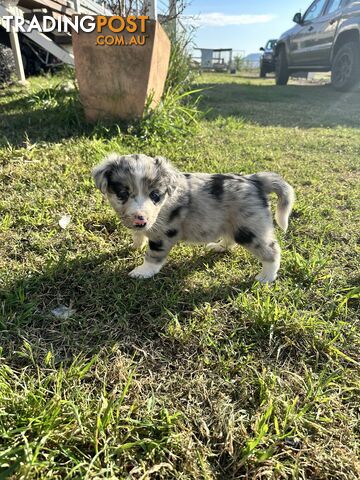 Border Collie puppies