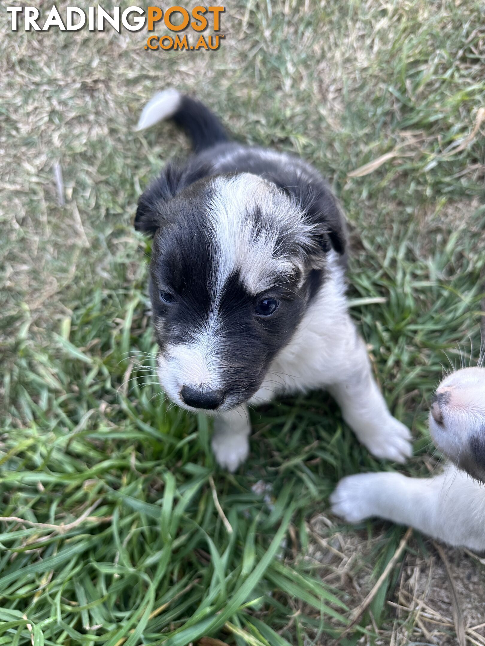 Border Collie puppies