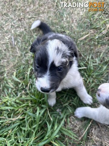 Border Collie puppies