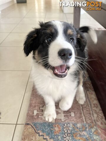 Border Collie X Maremma Puppies - READY TO GO!!!