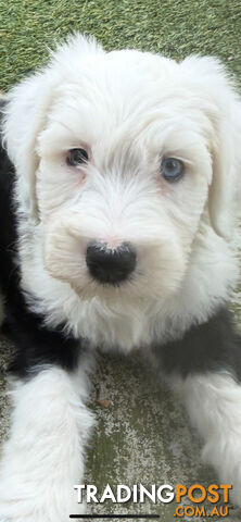 Sheepadoddle
