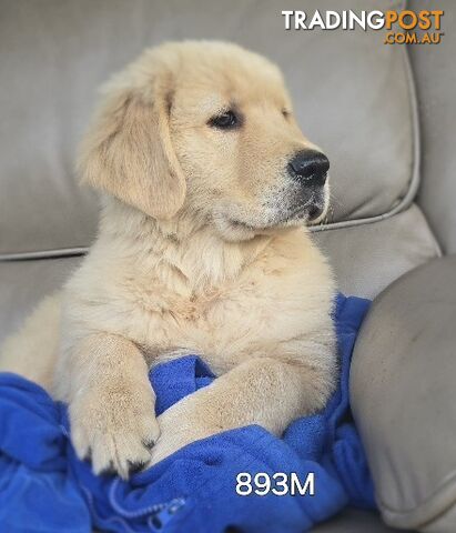 PURE GOLDEN  RETRIEVER puppies registered with dogs victoria