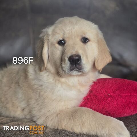 PURE GOLDEN  RETRIEVER puppies registered with dogs victoria