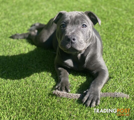 LAST Blue English Staffordshire Bull Terrier (Staffy) Puppy