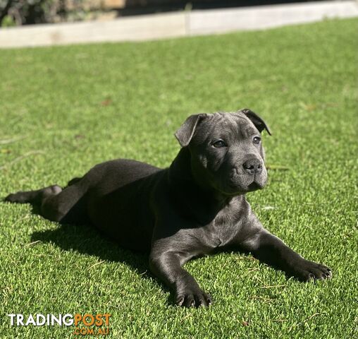 Blue English Staffordshire Bull Terrier (Staffy) Pups