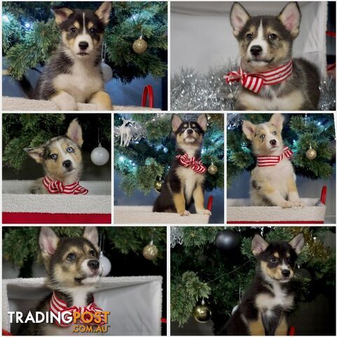 RPBA Aussie Husky Puppies - DNA Clear