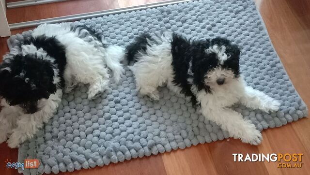 toy poodle/  mini parti poodles