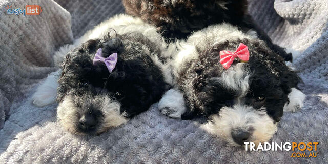 toy poodle/  mini parti poodles