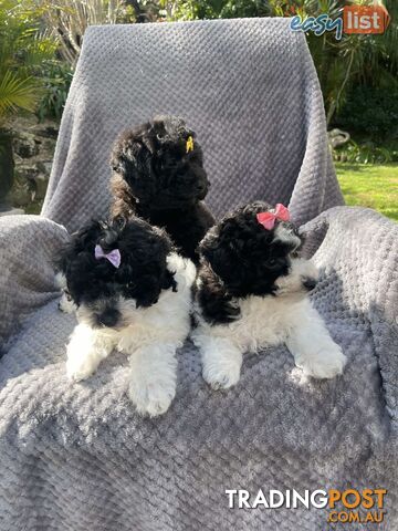 toy poodle/  mini parti poodles