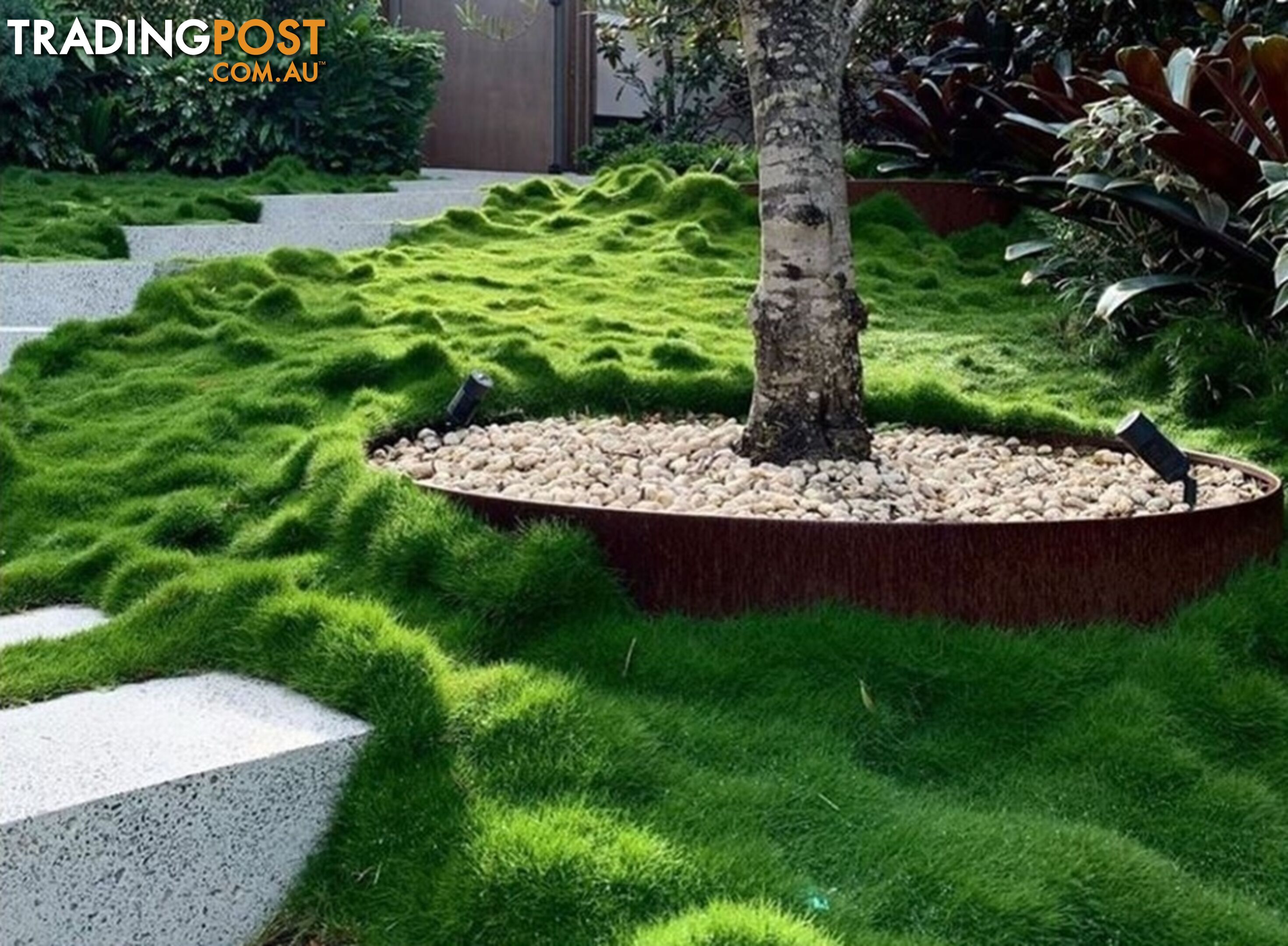 10 Pots of Zoysia Tenuifolia No Mow Grass Free Express Post Aust-Wide