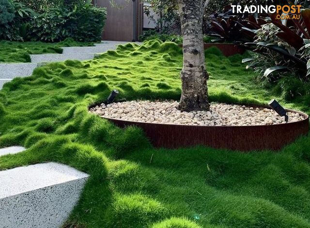 10 Pots of Zoysia Tenuifolia No Mow Grass Free Express Post Aust-Wide