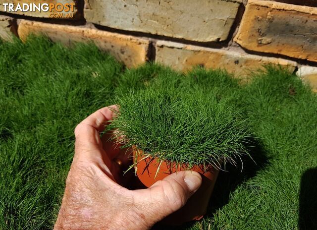 10 Pots of Zoysia Tenuifolia No Mow Grass Free Express Post Aust-Wide