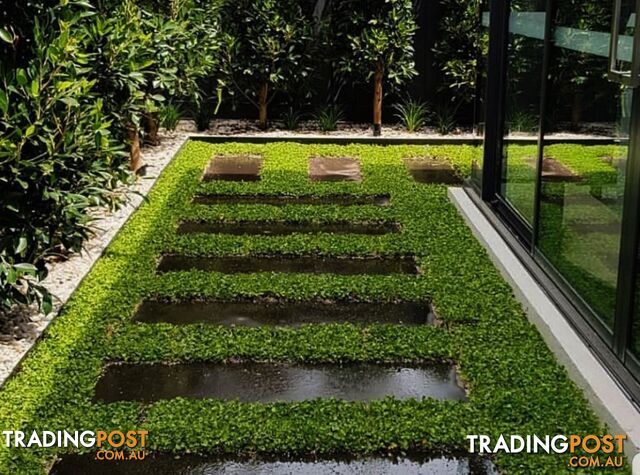No Mow Lawn - Dichondra Repens Trays - Living Mulch - Free Delivery
