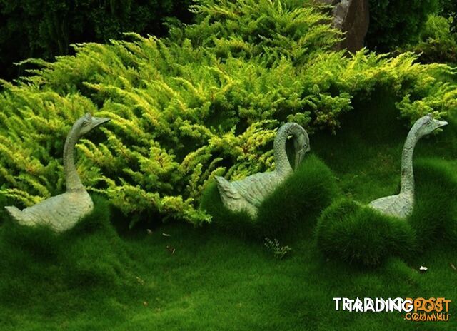 SPECIAL 10 x 100mm Pots NO MOW Grass $70.00 Free Postage - Free Express Postage...